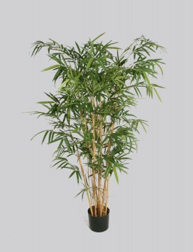 Bambus 150cm