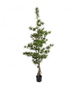 Podocarpus 180cm