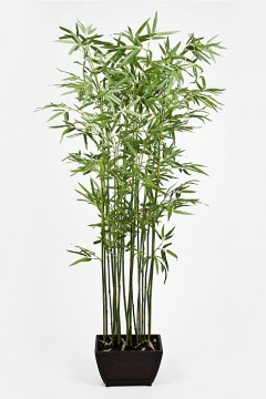 Bambus med potte 190cm