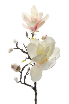 Magnolia Rosa 60cm
