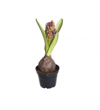 Hyacint 22cm lilla