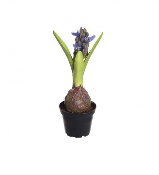 Hyacint 22cm blå