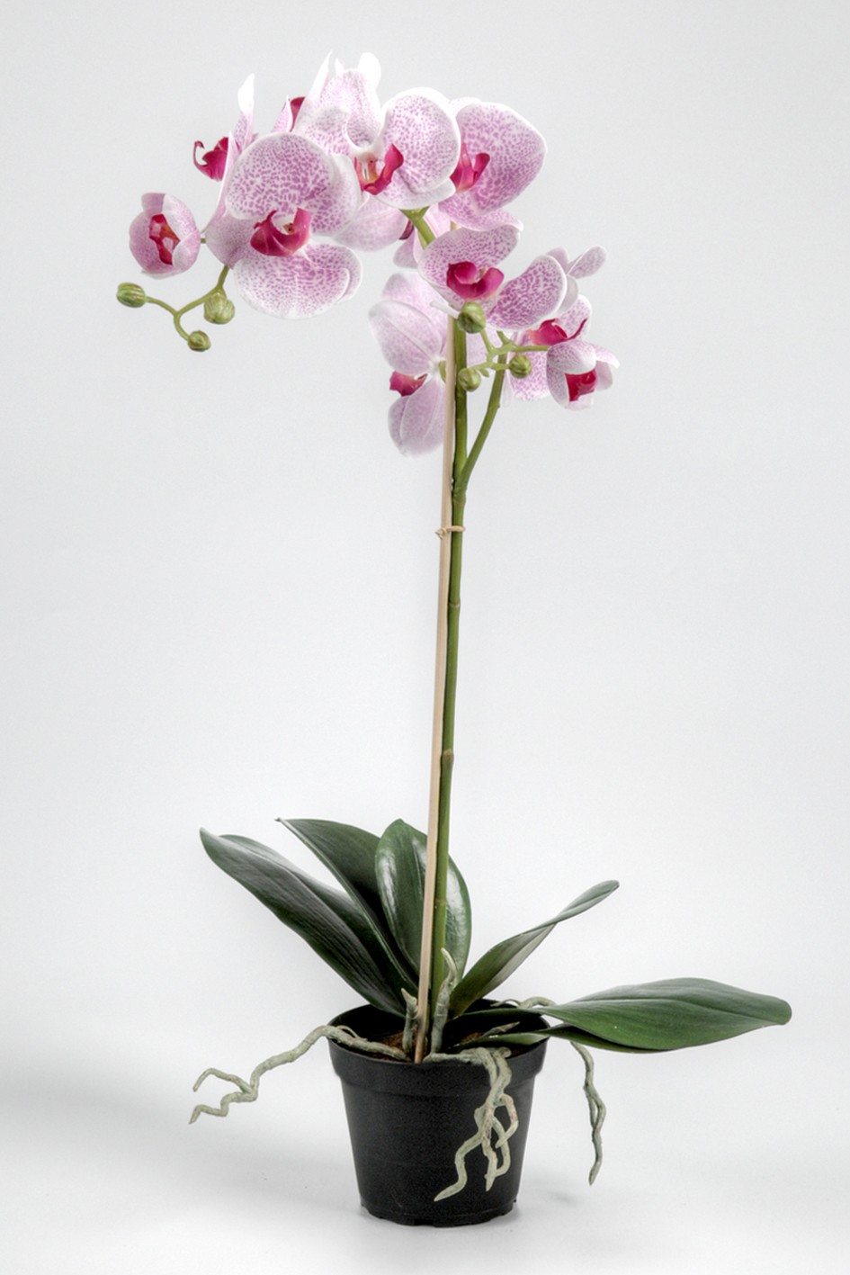 Phalaenopsis
Høyde : 60cm