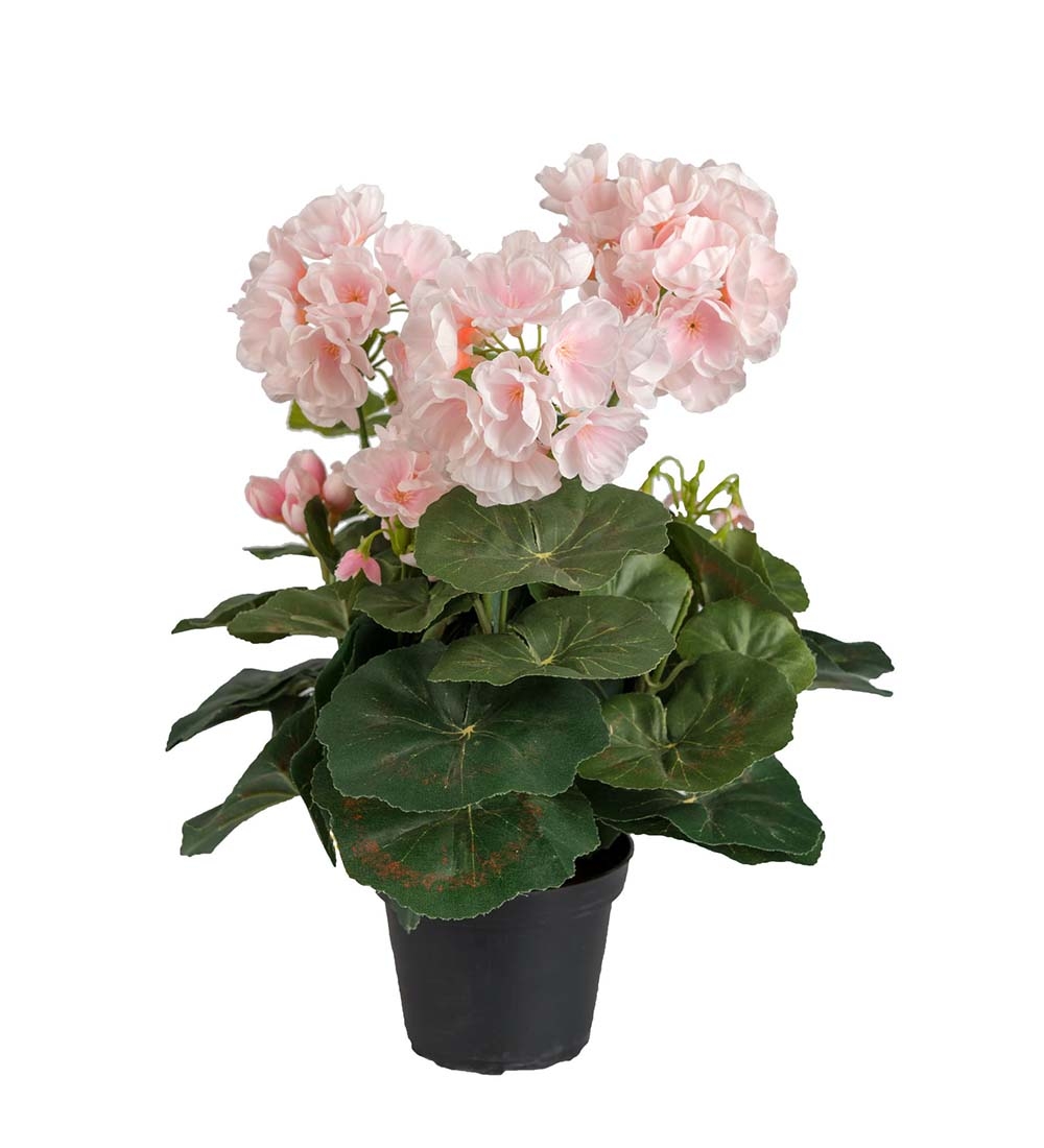 Geranium i potte
Høyde : 35cm
Potte Høyde : 8cm
Potte Ø bunn : 7cm
Potte Ø topp : 10cm