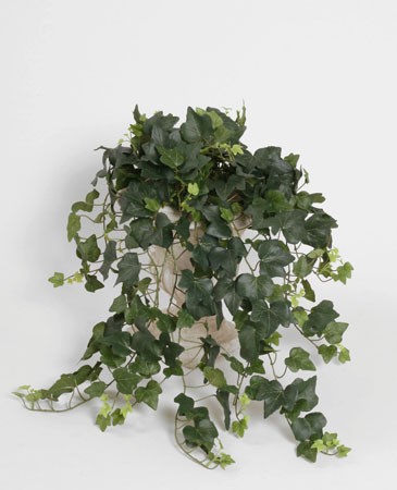 Eføy
Tåler sollys meget godt.

Lengde : 50cm

NB : Leveres er uten potte.